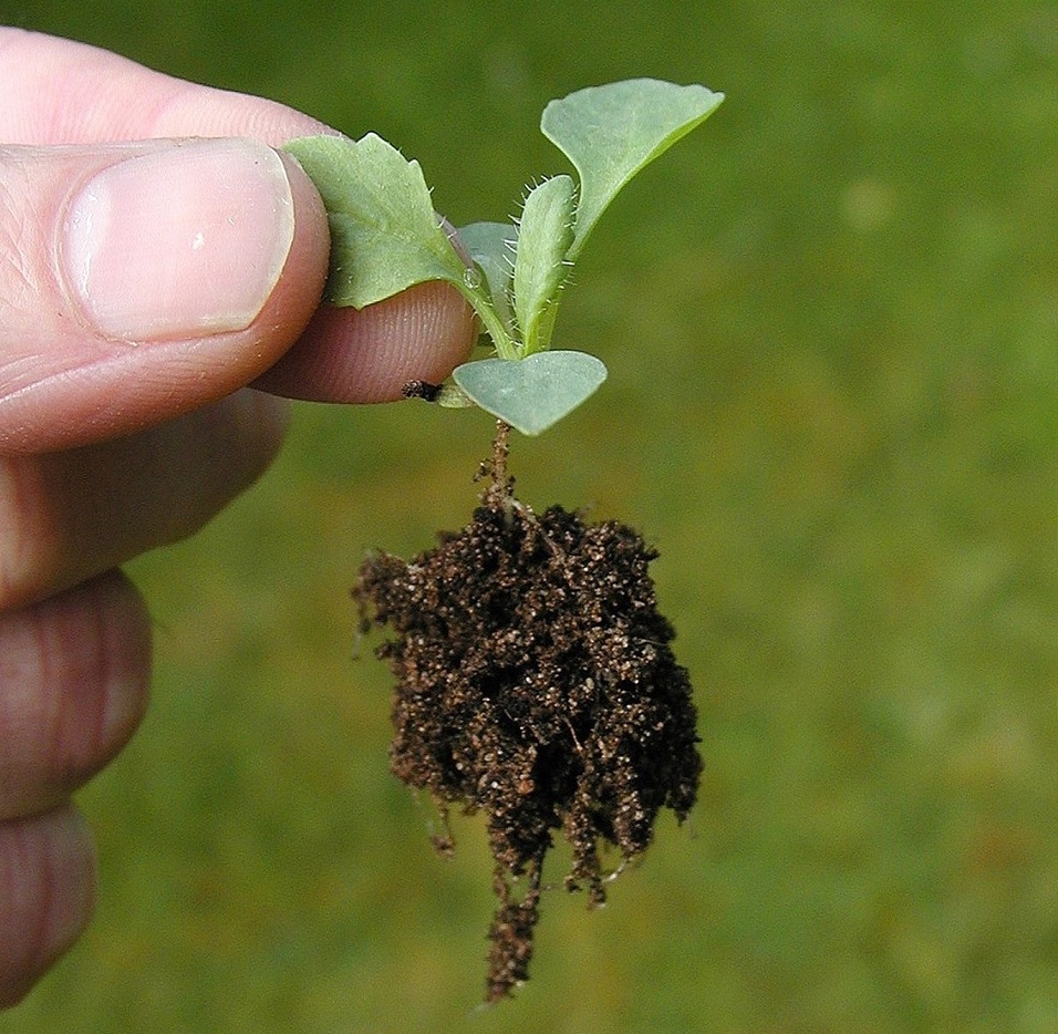 summer-science-activity-for-kids-the-seedling-experiment