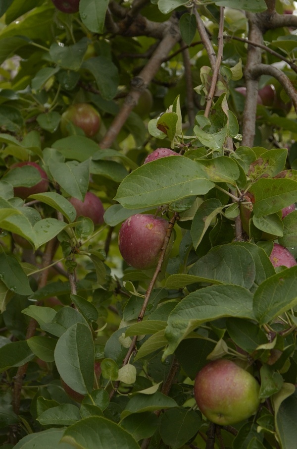 Apple Picking: A Fun Fall Activity for Kids & Families!