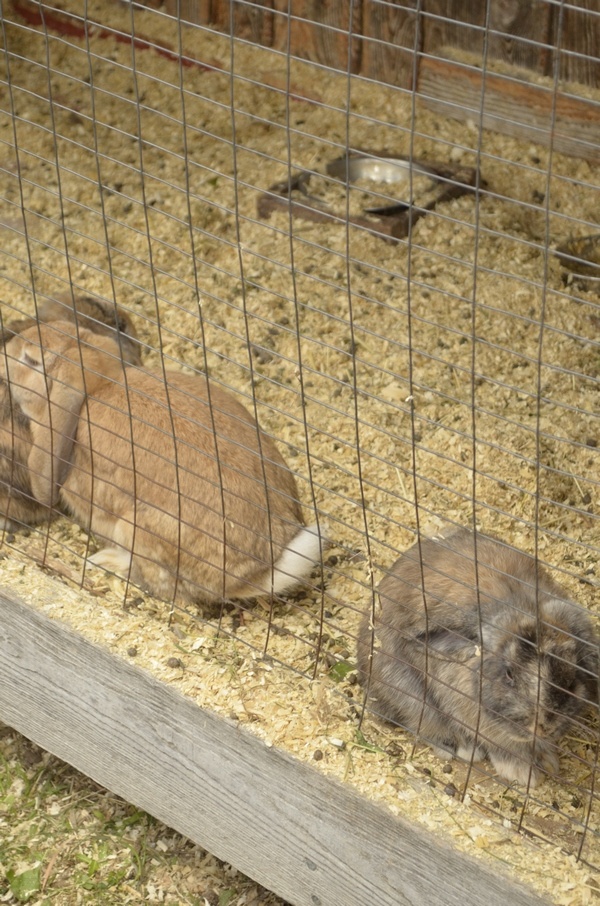 Bunnies at the Orchard: Apple Picking: A Fun Fall Activity for Kids & Families!