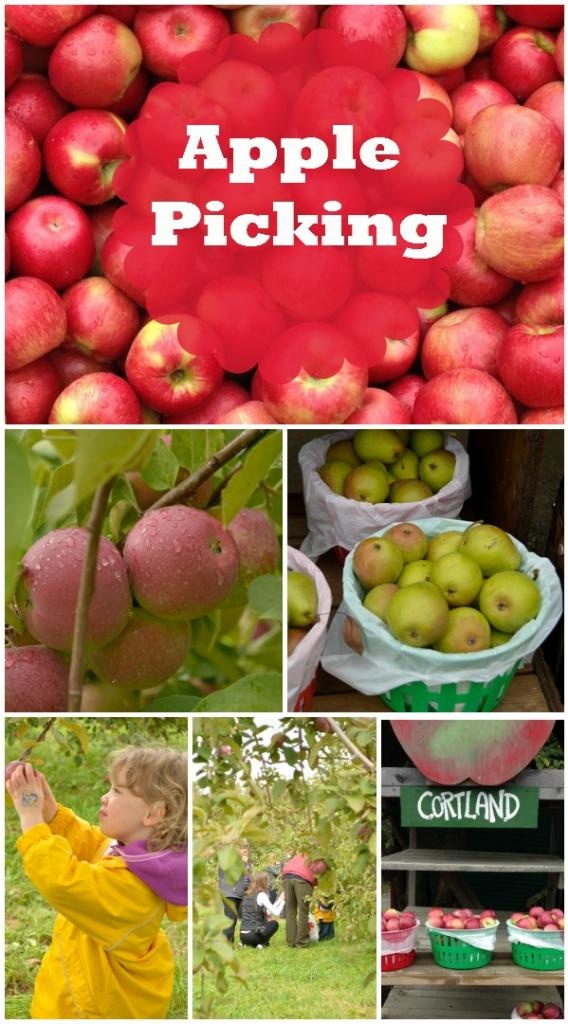 Apple Picking: A Fun Fall Activity for Kids & Families! | MyKidsGuide.com