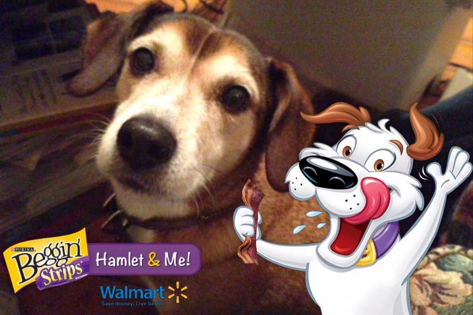 Dog posing with Hamlet the Dog