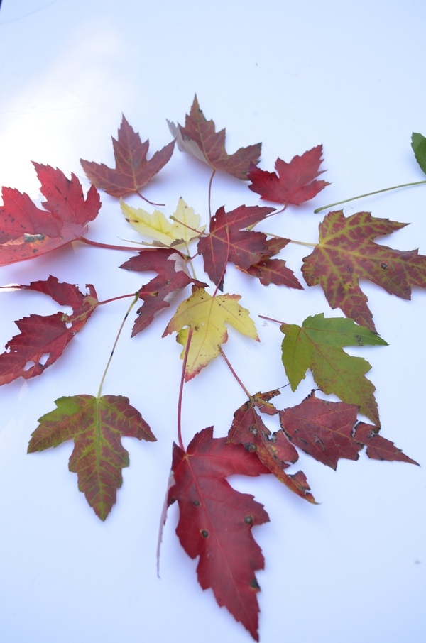 Leaves for this easy fall craft for kids