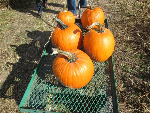 Fall Party Games For Kids|Pumpkin Race| MyKidsGuide.com