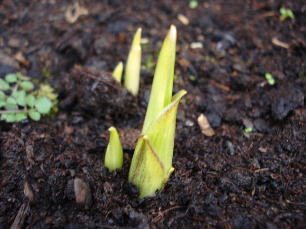 Great Earth Day Activities for Kids: Plant a Tree