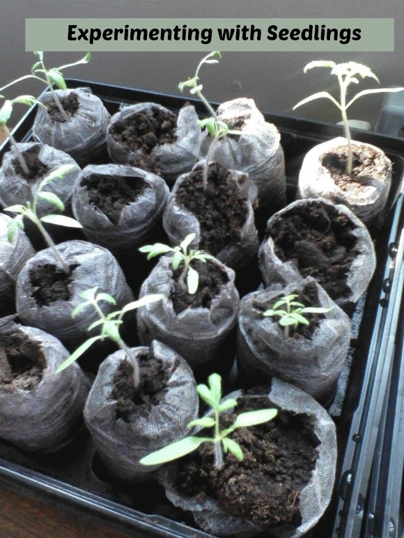 Summer Science Activity for Kids: The Seedling Experiment