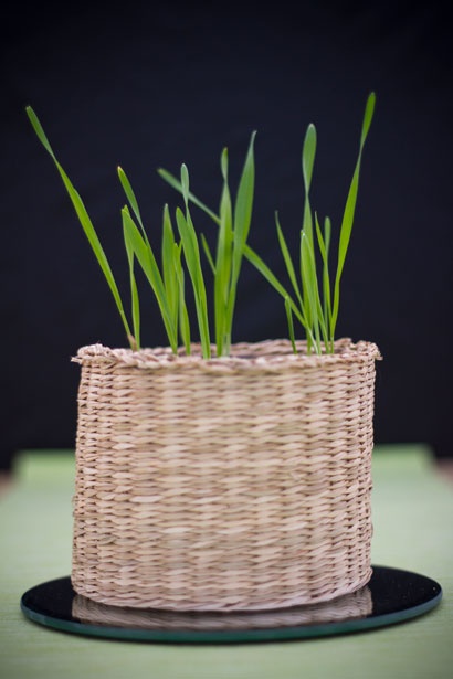 Fun Activities with Kids in the Garden: harvesting seeds